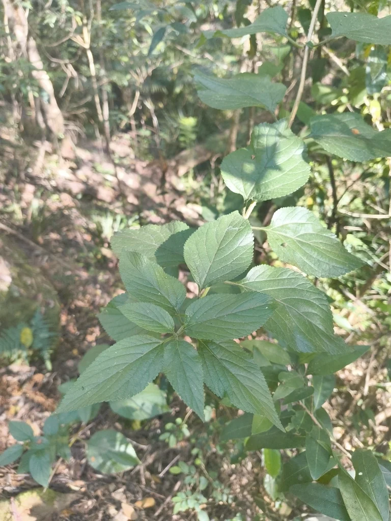 Lantana camara