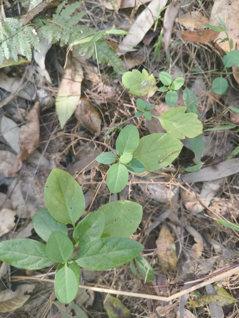 Lonicera Japonica