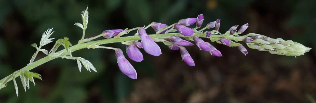 Wisteria Sinensis