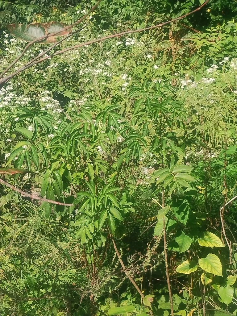 Sambucus Canadensis