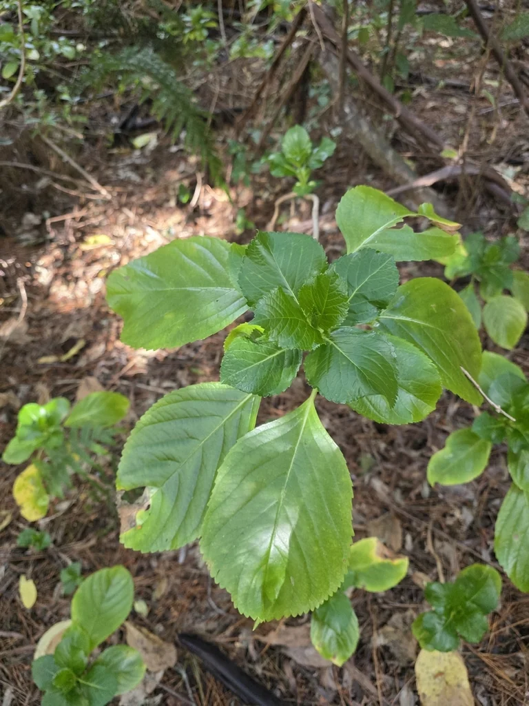 Hydrangea macrophylla