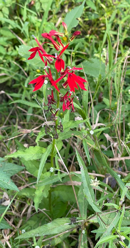 Lobelia Cardinalis