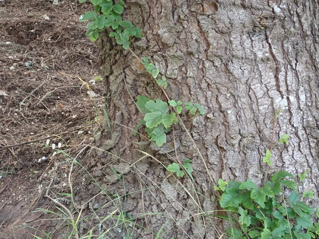 Toxicodendron Diversilobum