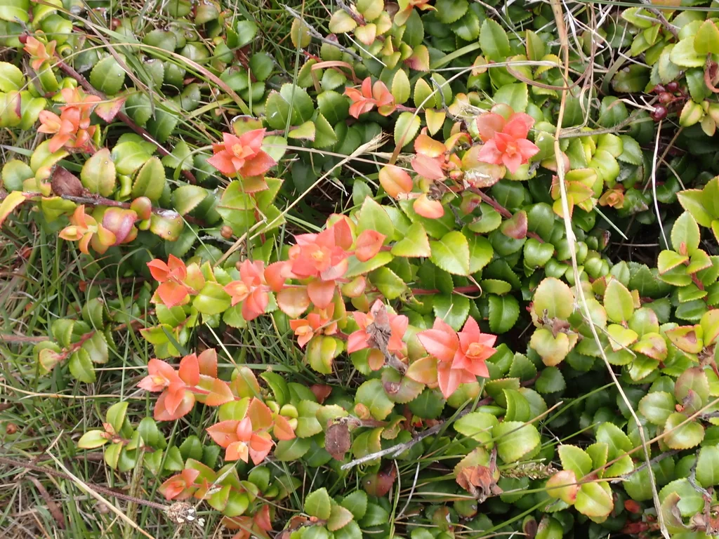 Vaccinium Ovatum