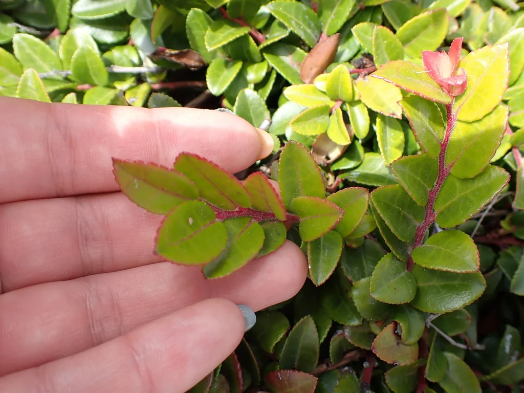 Vaccinium Ovatum
