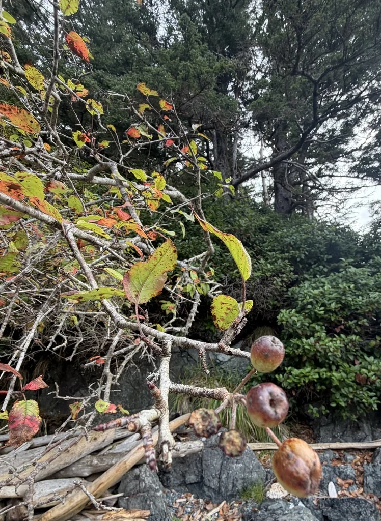 Malus Fusca