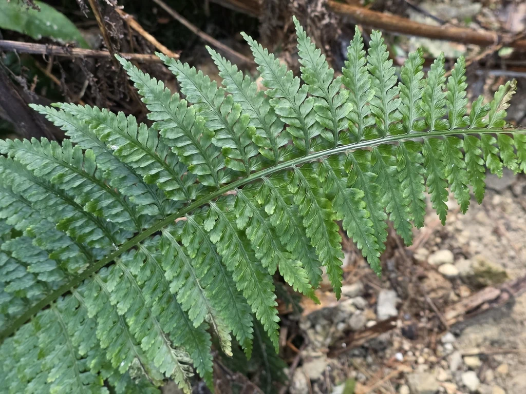 Asplenium Bulbiferum