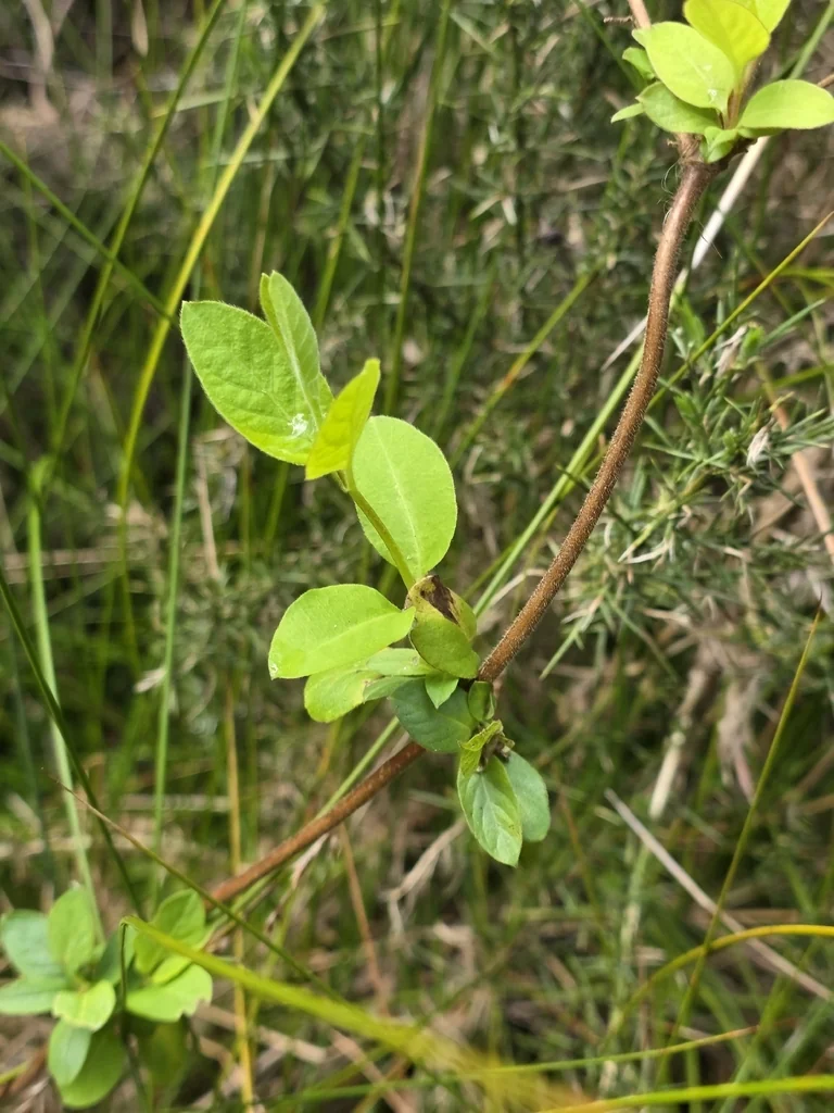 Lonicera Japonica