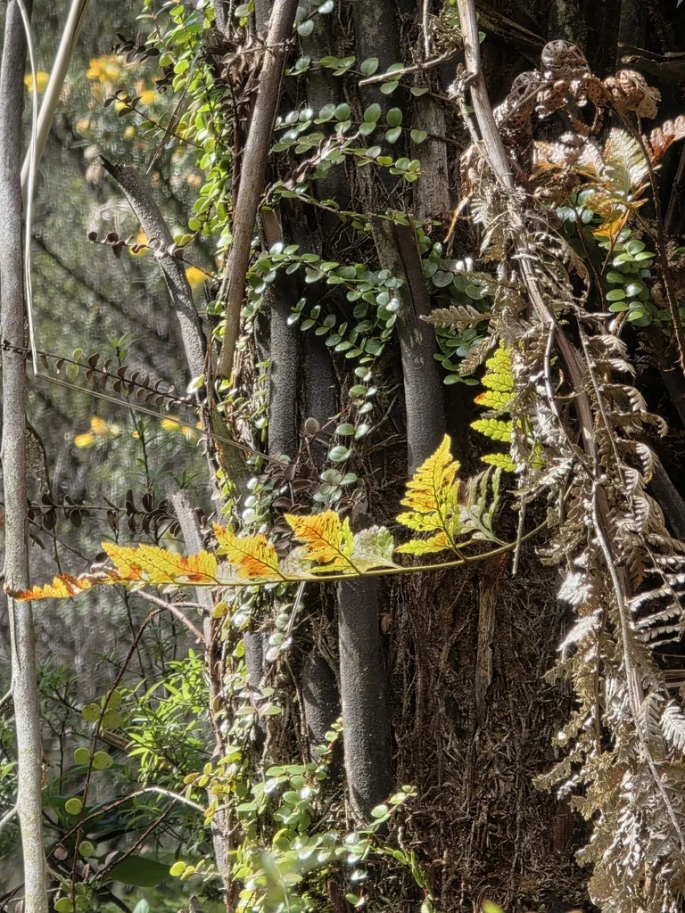 Rumohra Adiantiformis