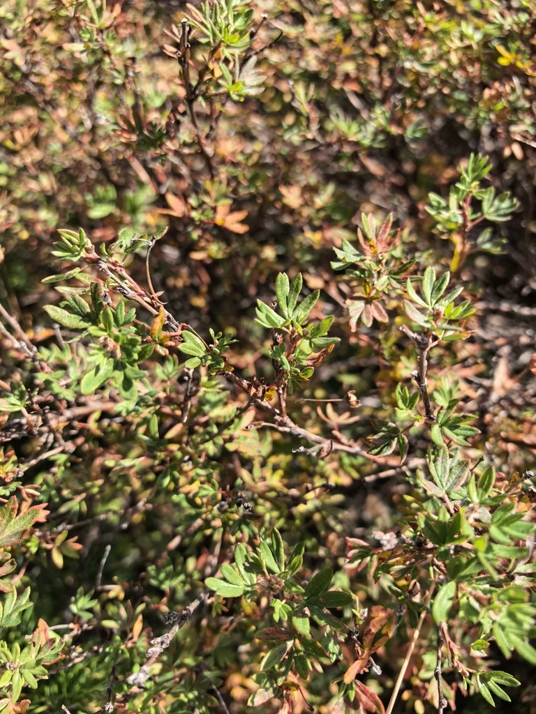 Potentilla fruticosa