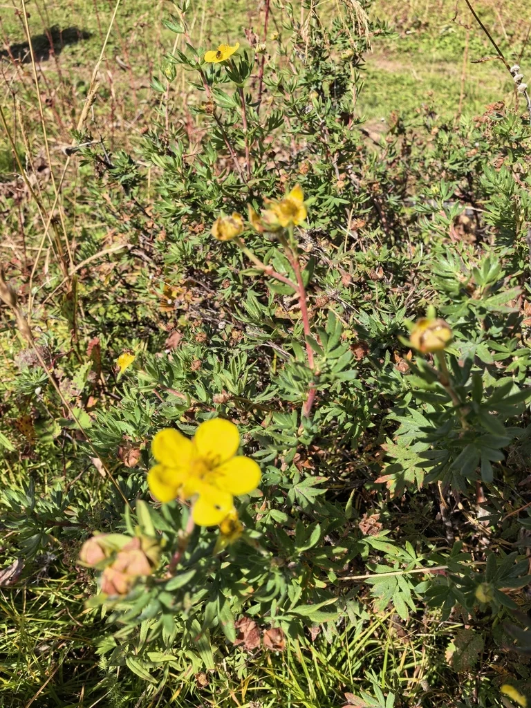 Potentilla fruticosa