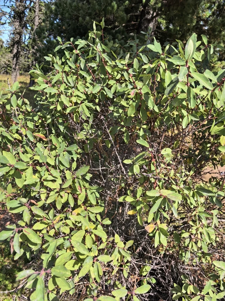 Lonicera Caerulea