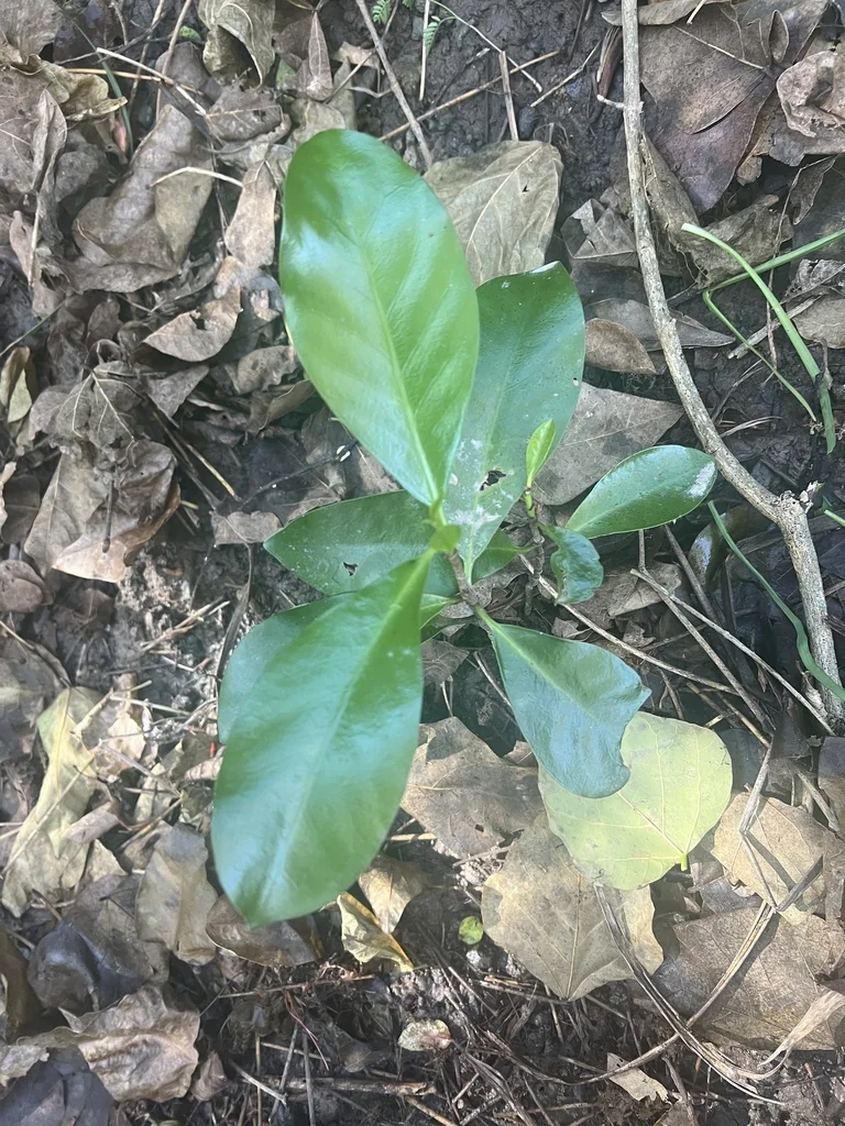 Corynocarpus Laevigatus