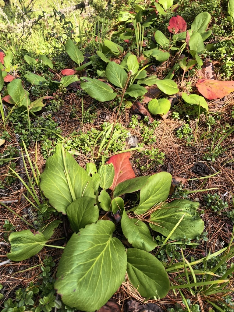 Bergenia Crassifolia