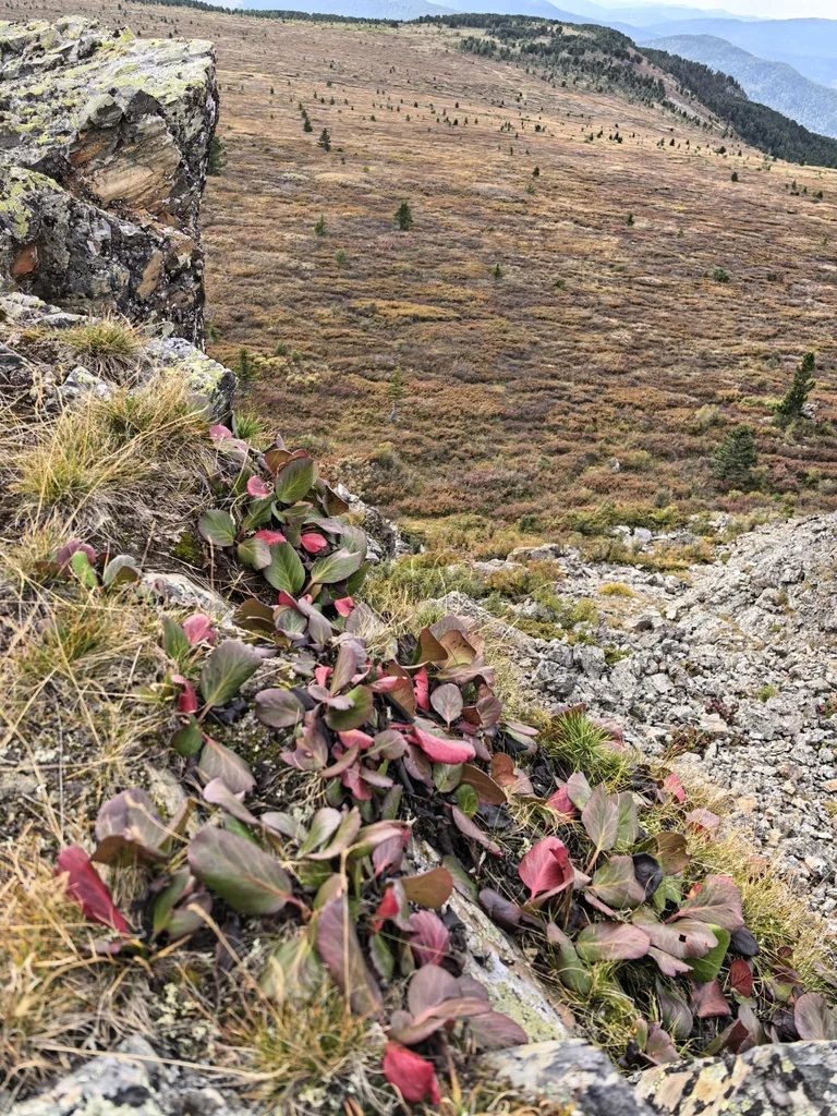 Bergenia Crassifolia