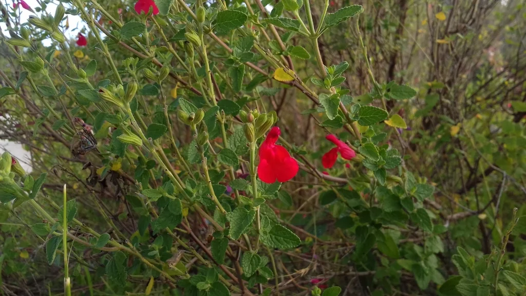Salvia Microphylla
