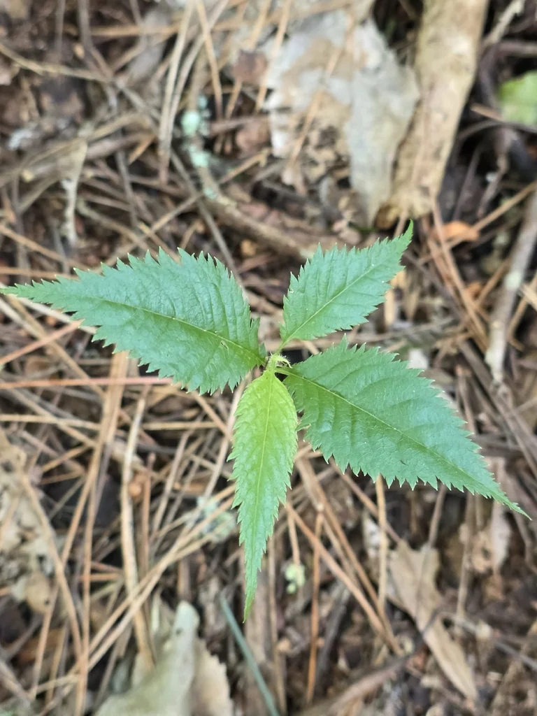 Prunus Serrulata