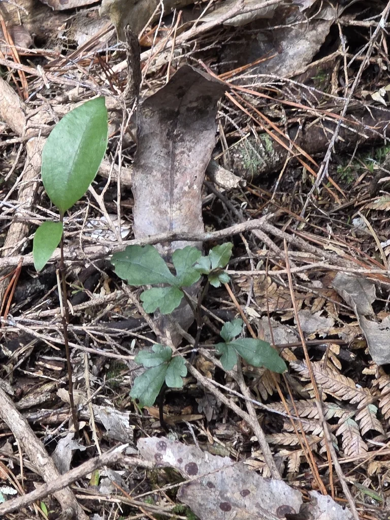 Clematis Paniculata
