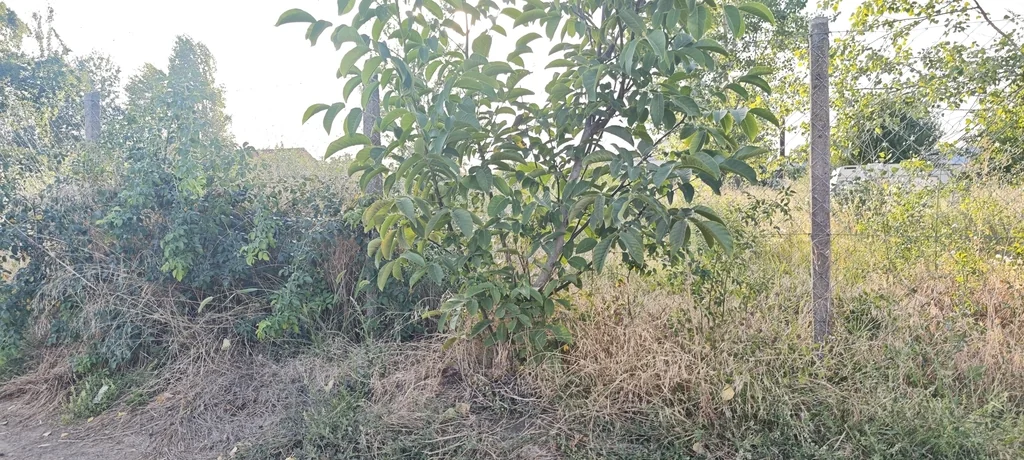 Juglans Regia
