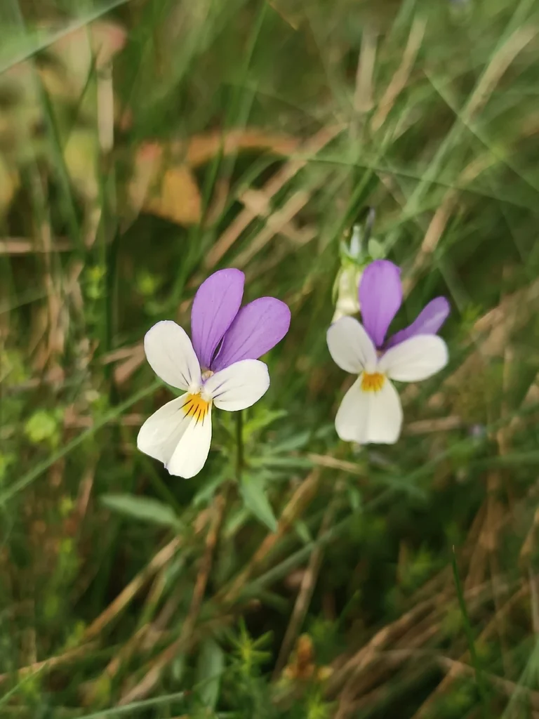 Viola Tricolor