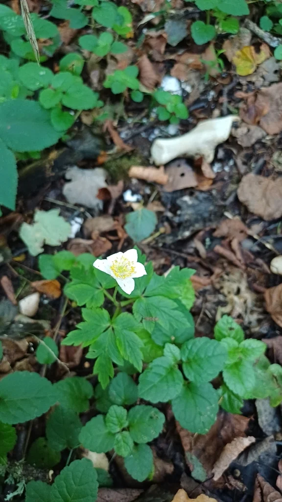 Anemone Nemorosa