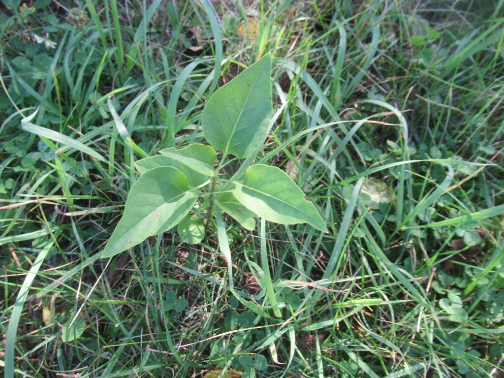Syringa Vulgaris