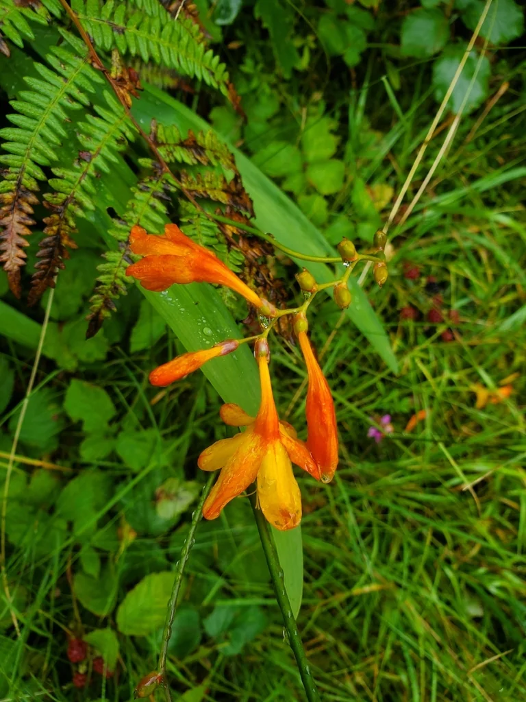Crocosmia X Crocosmiiflora