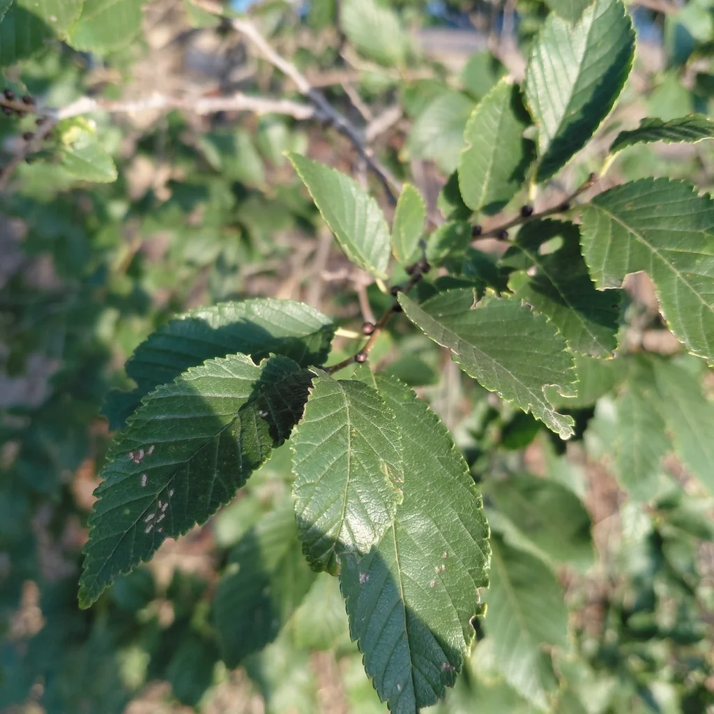 Ulmus Pumila
