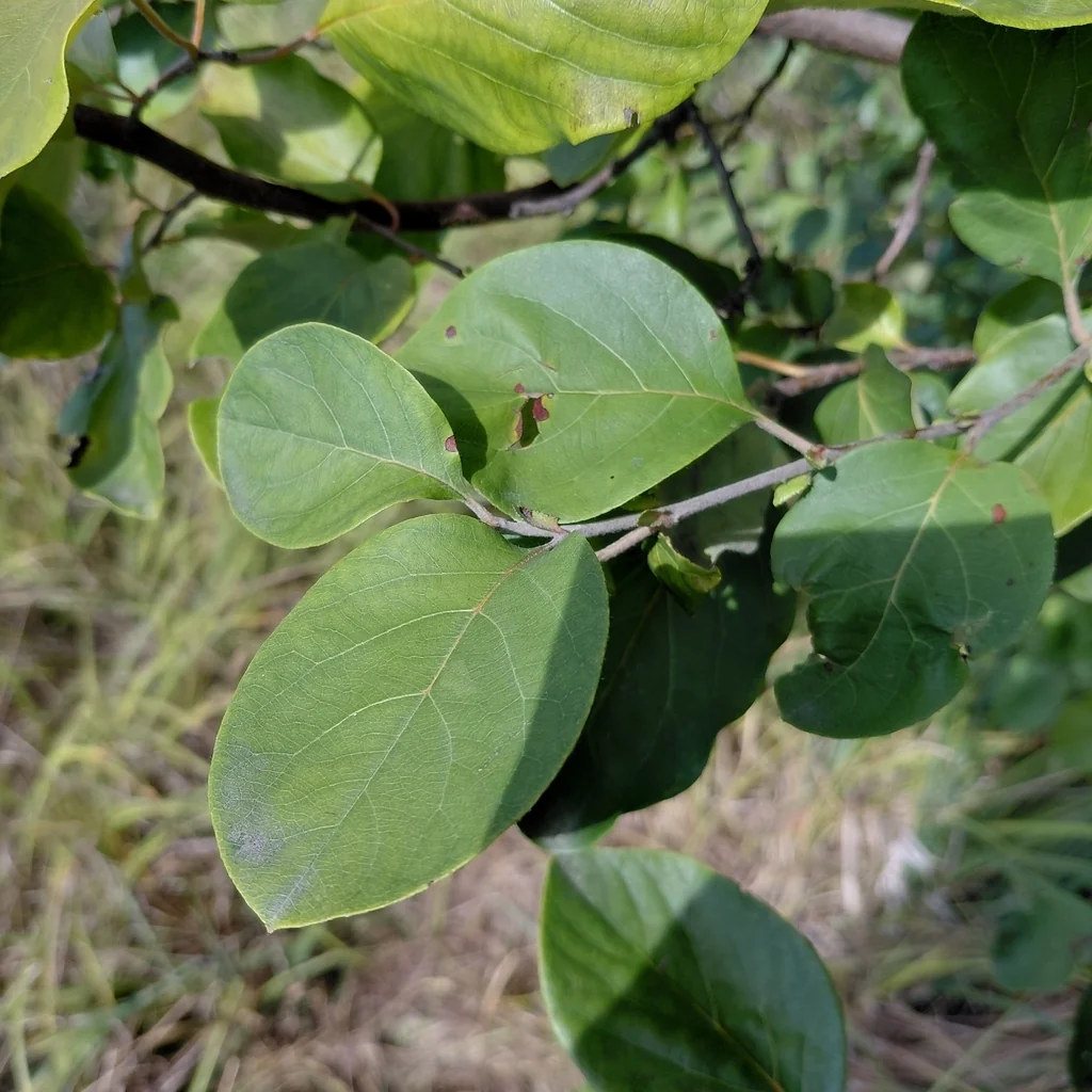 Cydonia Oblonga
