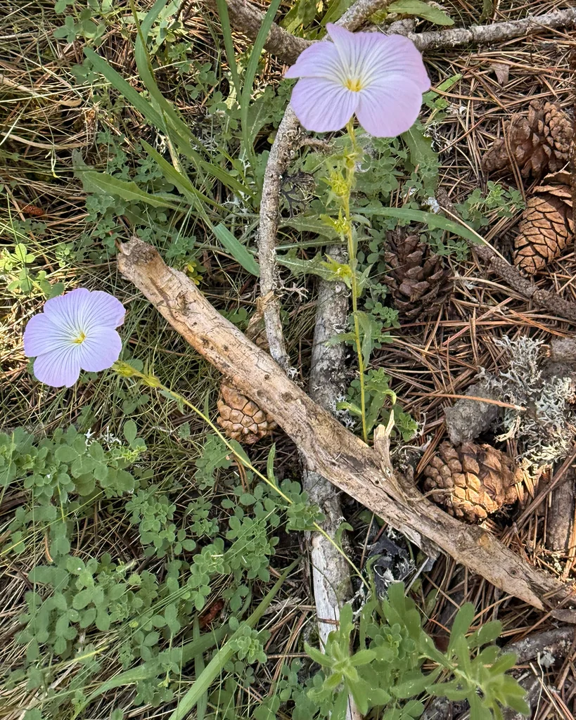 Oenothera Speciosa