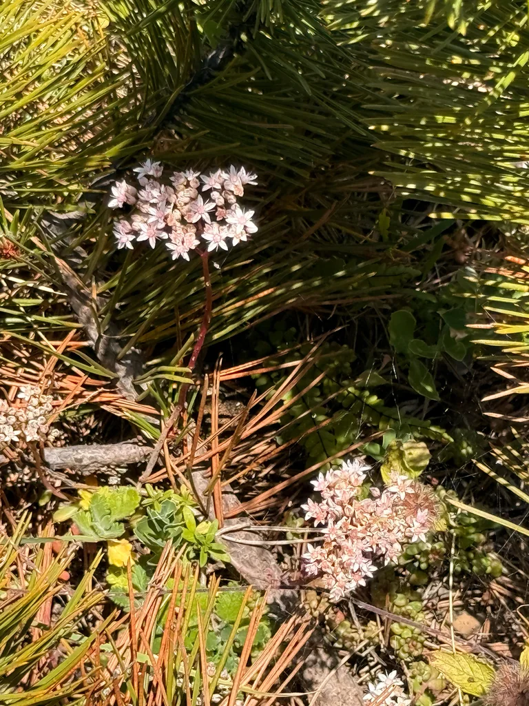 Sedum Album
