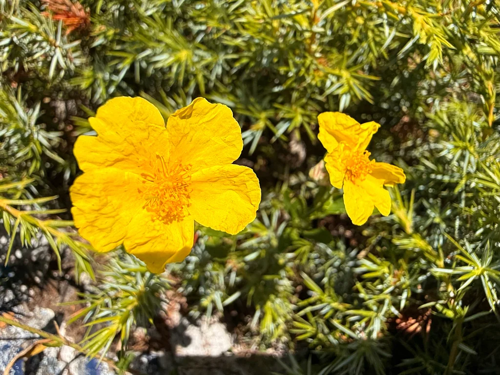Helianthemum Nummularium