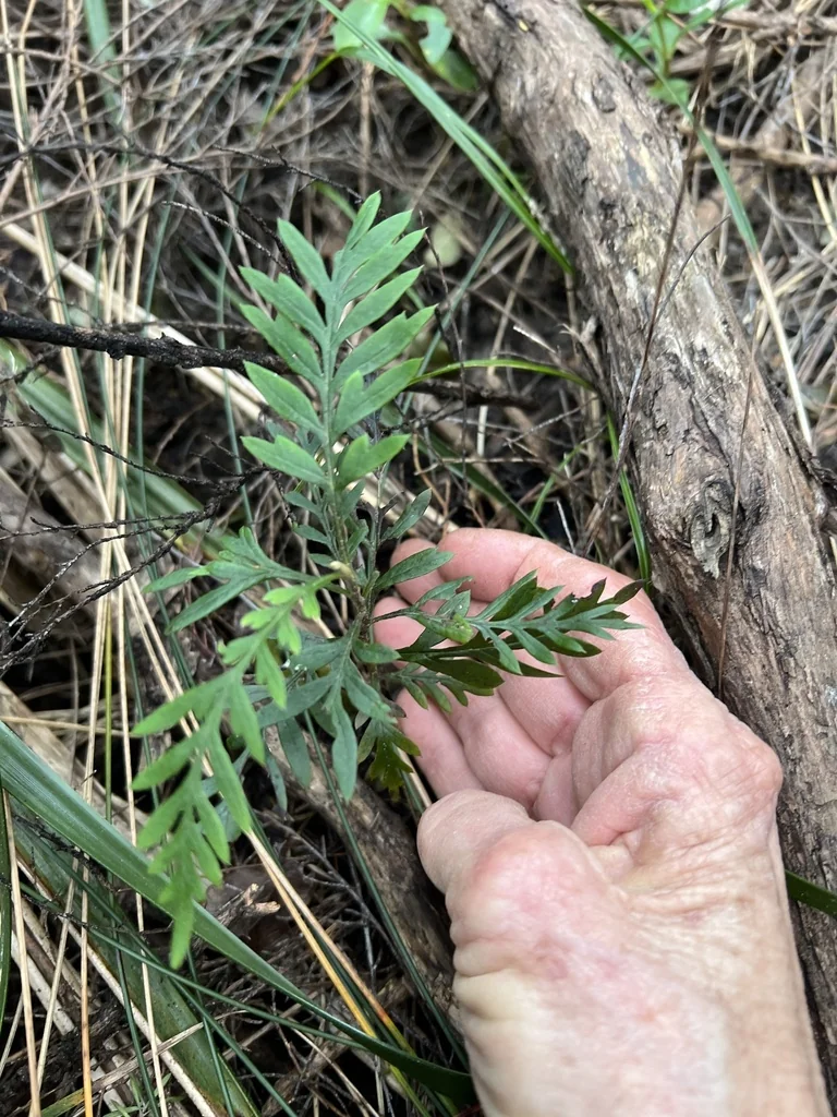 Grevillea Robusta