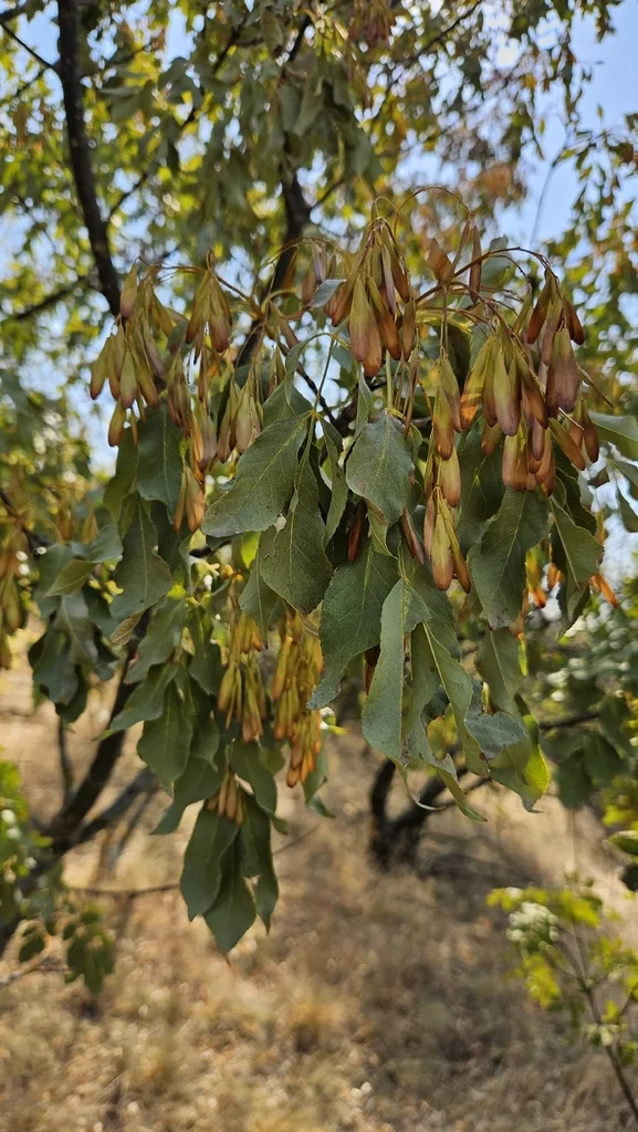 Fraxinus Ornus