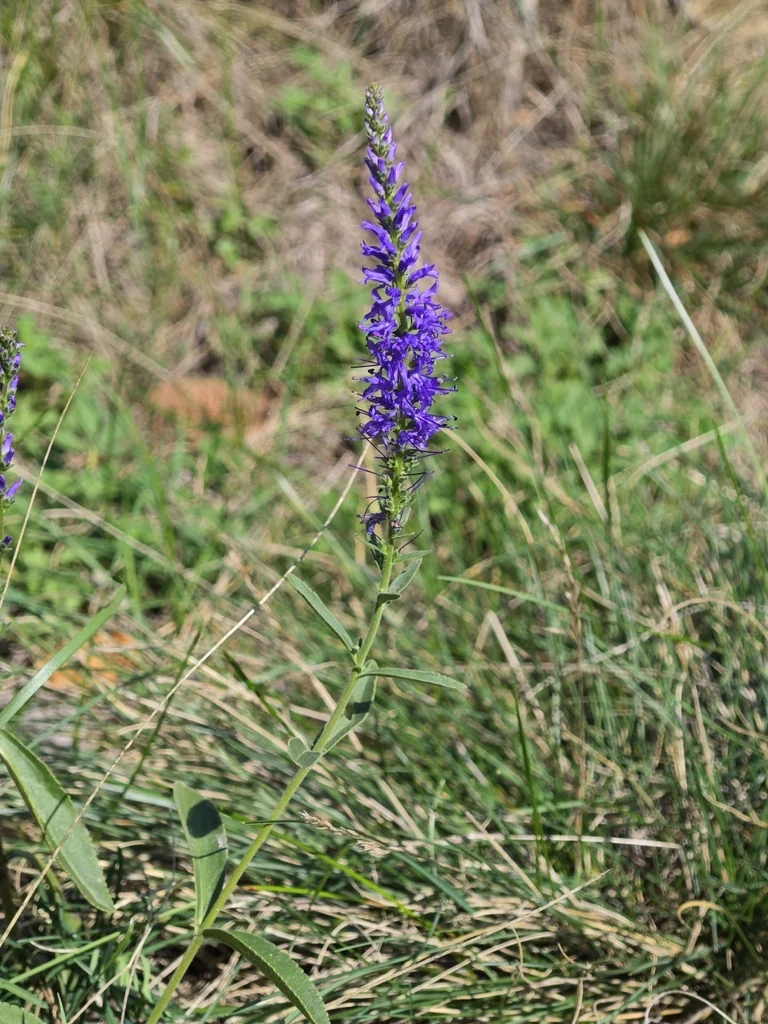 Veronica Spicata