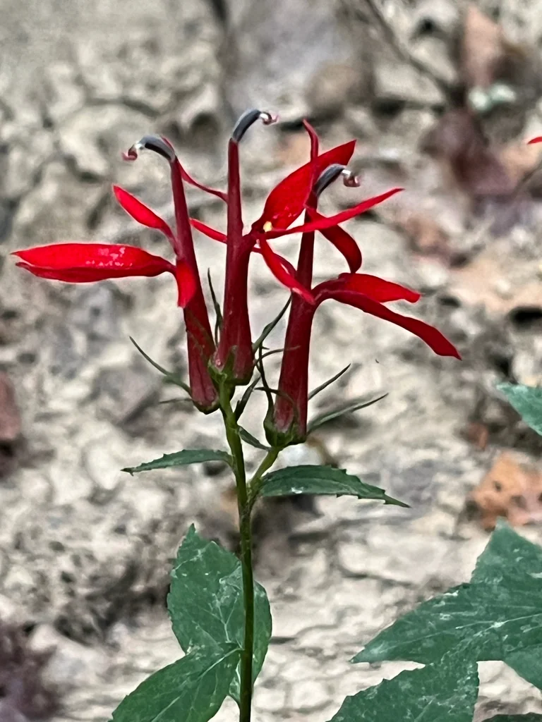 Lobelia Cardinalis