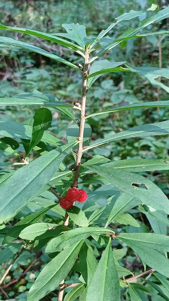 Daphne Mezereum