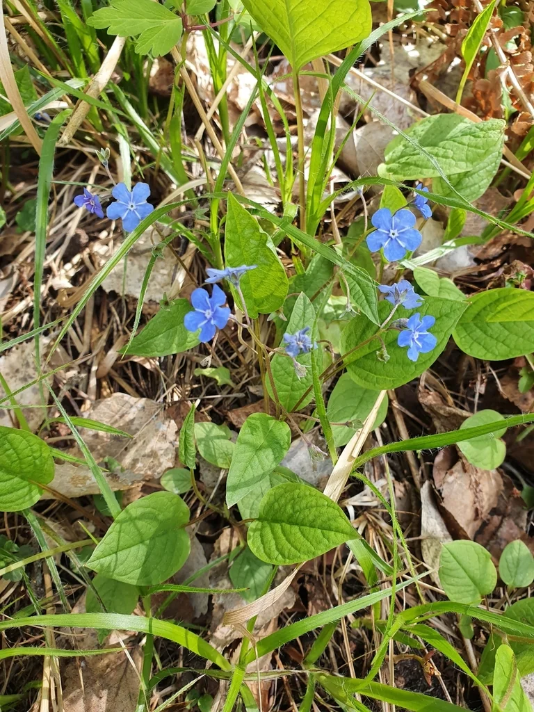 Omphalodes Verna