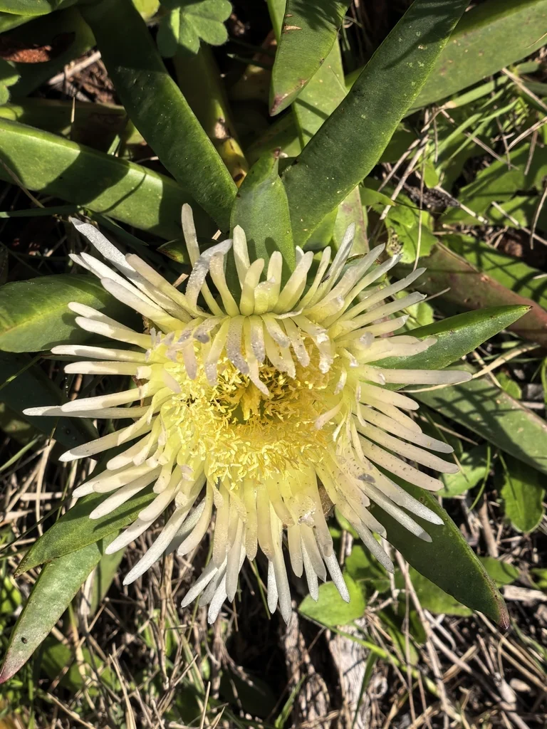 Carpobrotus Edulis