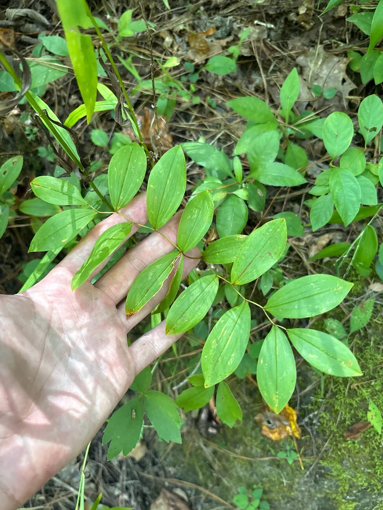 Uvularia Sessilifolia