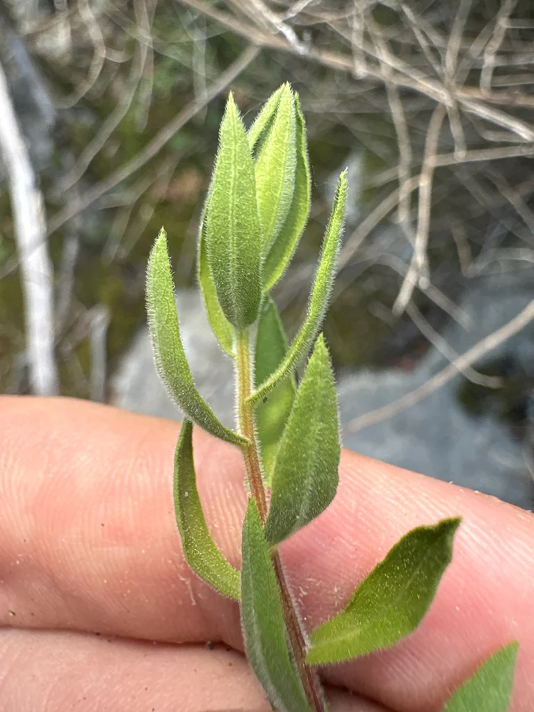 Symphyotrichum Oblongifolium