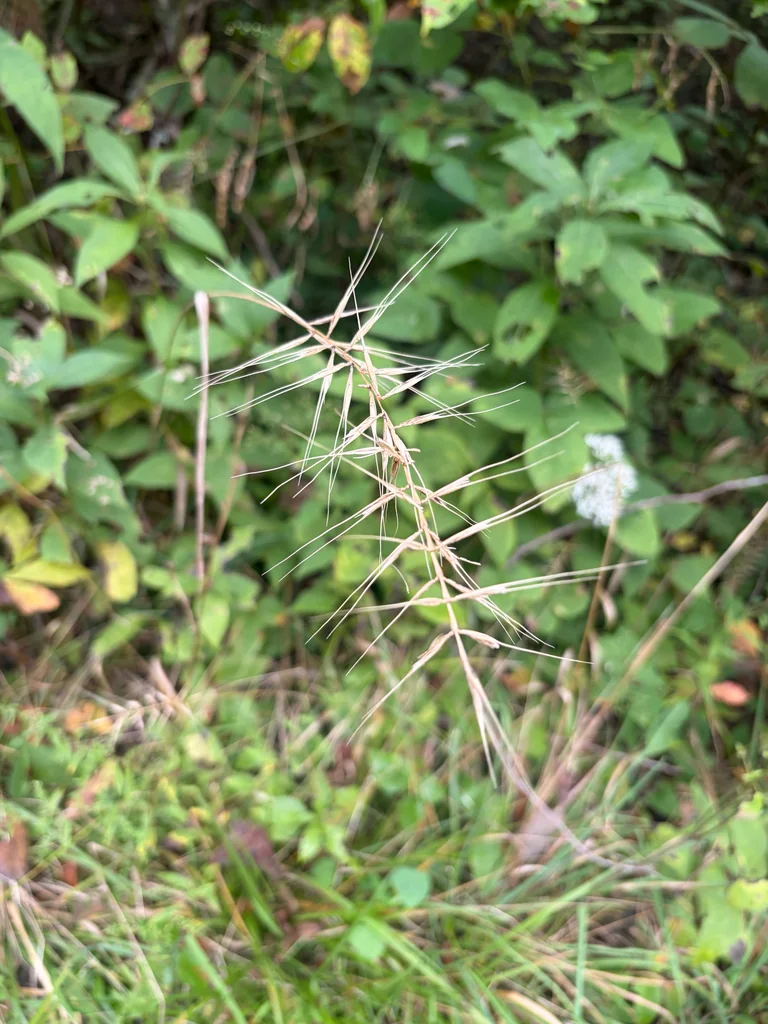 Elymus Hystrix