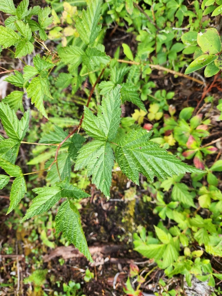 Rubus Spectabilis