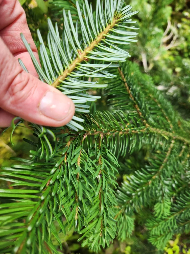 Abies Amabilis