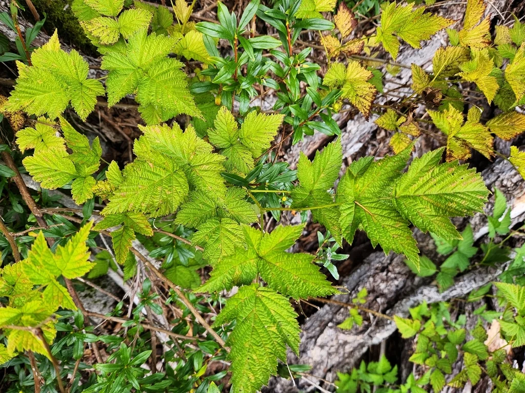 Rubus Spectabilis