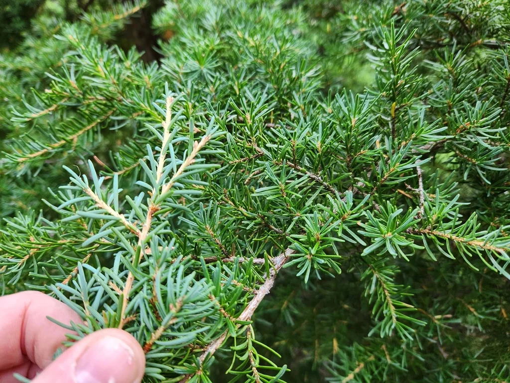 Tsuga Mertensiana