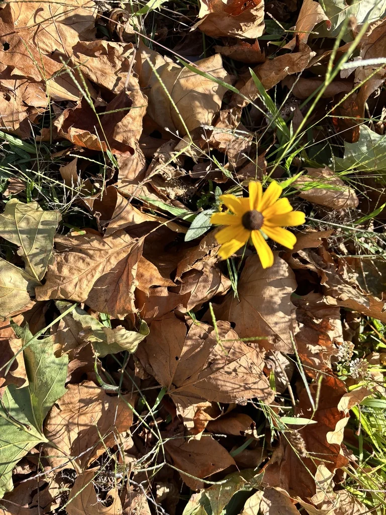 Rudbeckia Hirta