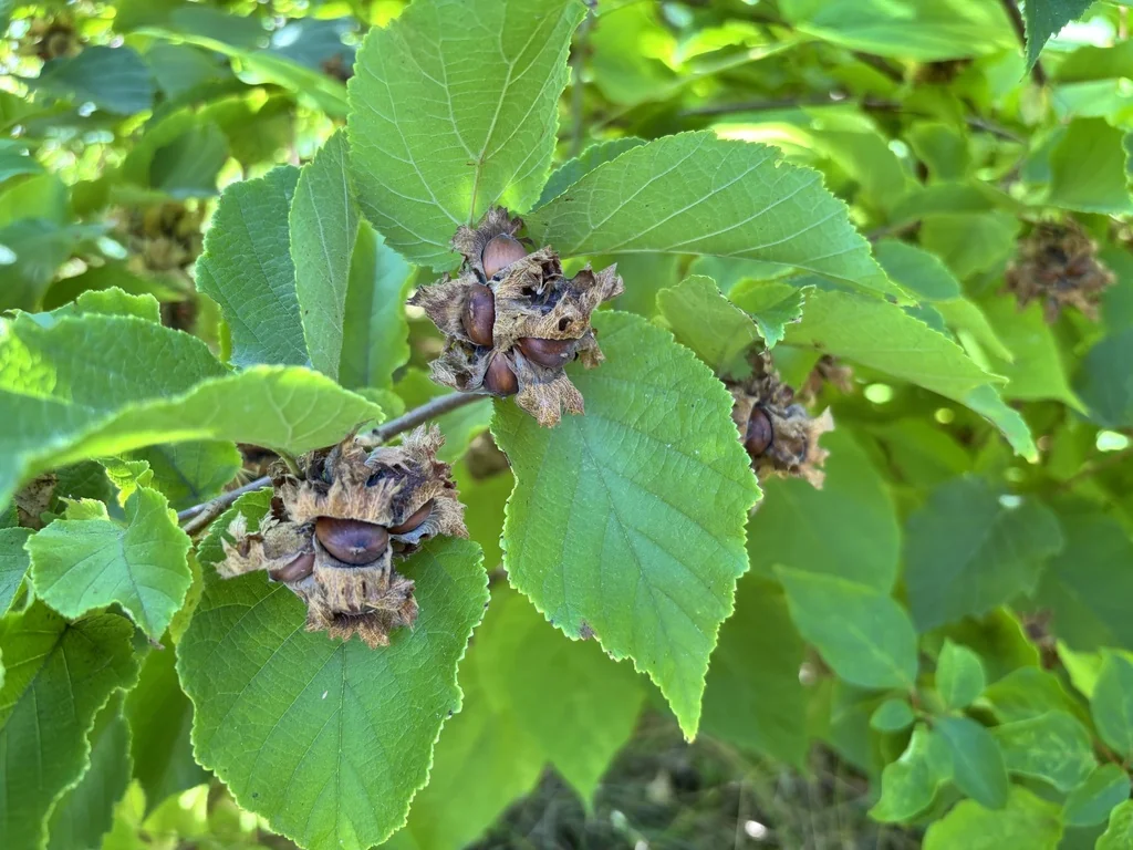 Corylus Americana