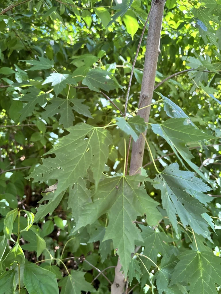 Acer Saccharinum