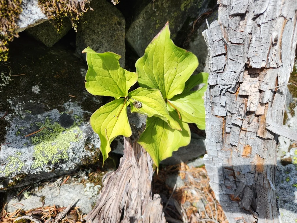 Trillium Ovatum